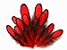 Moonlight Feather | 1 Dozen - Red Whiting Farms Laced Hen Saddle Feathers Fly Tying Halloween Carnival