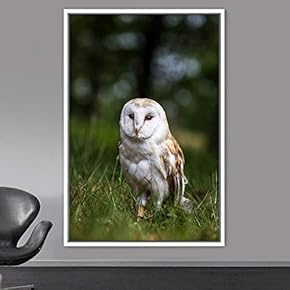 signwin Framed Canvas Wall Art Owl Birds Dramatic...