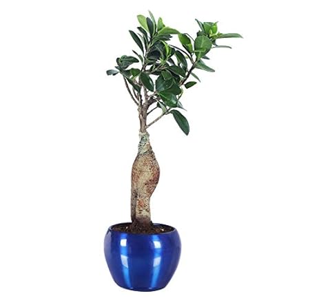 GrowKaro Ficus Bonsai live plant with blue metal pot - Air Purifying (Indoor Plant)