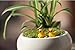 20pcs Miniature Dollhouse Bonsai Fairy Garden Landscape Duck Decor
