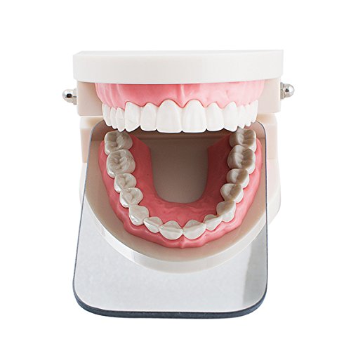Dental Intraoral Orthodontic Photographic Glass Mirror Rhodium Coated Mirror 2 Sided - Thumbnail 3