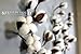 Silvercloud Trading Co. Cotton Stems - 3 Stems/Pack - 10 Cotton Buds/Stem - 20