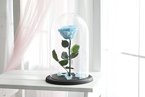 Beauty and the beast rose, Size Large, Live Forever Rose, Enchanted Rose, Rose in glass dome, Forever rose, Rose in Glass, preserved rose, preserved flower, Blue rose