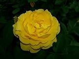 Julia Child Rose Bush - Strong Fragrance - Butter Yellow - 4