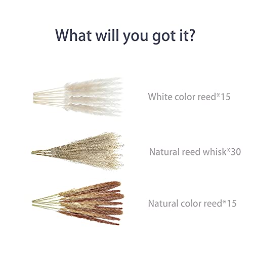 60pcs Natural Dried Pampas Grass 15Pcs White Pampas & 15Pcs Brown Pampas & 30Pcs Pampas Reeds, Beautiful Pampas Grass Decor, Ideal for Home Decor, Wedding Decor (Three-Colors, 60Pcs)