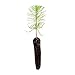 Monterey Pine (Pinus radiata) - Small