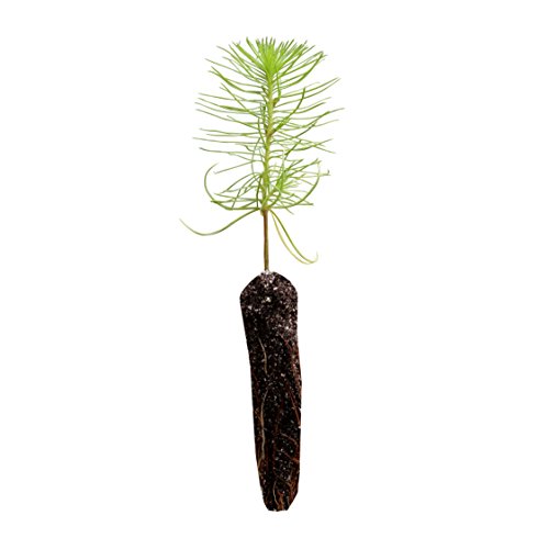Monterey Pine | Live Tree Seedling (Small) | The Jonsteen Company Monterey Pine | Live Tree Seedling (Small) | The Jonsteen Company