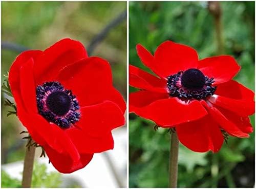 10 Red Anemone Bulbs Spectacular Cutting Flowers Garden Decoration Windflowers - Hardy
