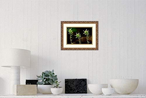 Framed Wall Art Print Deer Fern fiddleheads Pacific Coast North America by Gerry Ellis 17.62 x 13.62 - Thumbnail 4