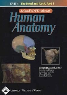Anatomy