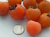 *SHOWY*AMERICAN PERSIMMON *7 seeds*RARE*Tasty* #1010-A