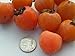 *SHOWY*AMERICAN PERSIMMON *7 seeds*RARE*Tasty* #1010-A