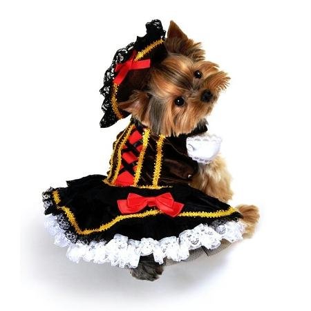 Swashbuckler Pirate Girl Dog Costume