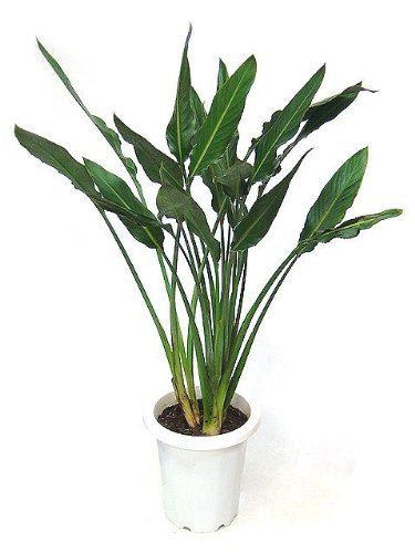 ストレリチアレギネ 8号サイズ B002b63pda Solardqd Com