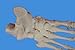 Wellden Medical Anatomical Foot Skeleton Model,disarticulated and Assembled by Magnets, Life Size