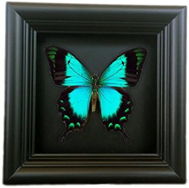 Real Butterfly Taxidermy Framed - Insect Collection, Taxidermy Gifts, Handmade Gifts For Him (White Frame)
