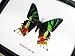 FRAMED BEAUTIFUL REAL MADAGASCAR BUTTERFLY DISPLAY TAXIDERMY