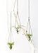 Mkono 3 Pack Hanging Air Plant Holder Himmeli for Tillandsia Display Gemometric Planter with Chains Home Decor for Airplants, Bronze