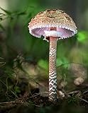 Notebook: parasol giant mushroom mushrooms fungi fungus by 