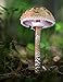 Notebook: parasol giant mushroom mushrooms fungi fungus by 