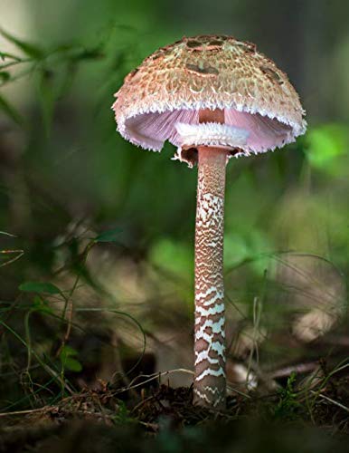 Notebook: parasol giant mushroom mushrooms fungi fungus by 