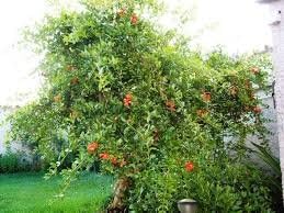 Pianta Piante Albero Astone Di Melograno Da Fiore In Vaso Amazon It Giardino E Giardinaggio