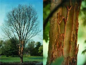 Acer griseum: Paperbark Maple Seeds