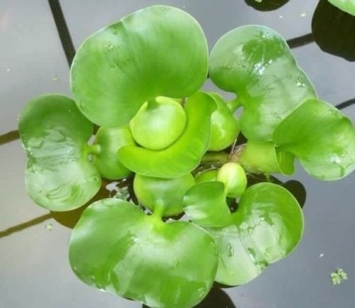 Water Hyacinth - Lot of 4 Live Floating Water Plants for your Pond, Water Garden, or Aquarium | Provides much needed shade and shelter for your pond and fish | Natural Biofilters