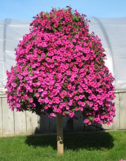 Creative Farmer Flower Seeds : Petunia Axillaris Flower Seeds Of Summer Garden [Home Garden Seeds Eco Pack] Plant Seeds
