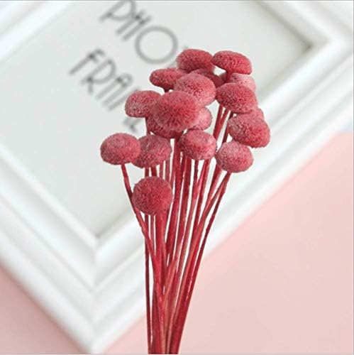90 Stems Dry Flowers Brazilian Import Small Spilanthes Flower Dried Acmella Oleracea Decorative Mini Dry Bouquet for Wedding Floral Arrangements, 18” -20" Tall Home Decorations (Red)