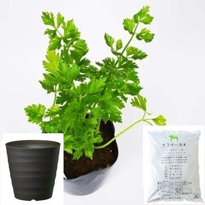 Amazon Co Jp スープセロリ ハーブ セロリ 栽培 セット ハーブ 軽量 プラスチック 鉢 プランター ダークブラウン ホビー