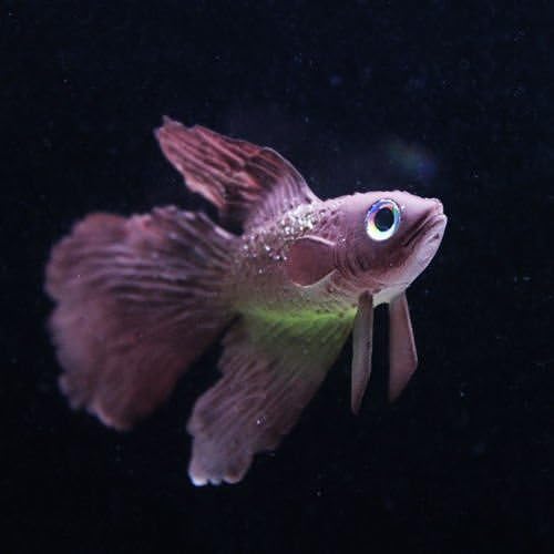 New Rumble Fish Grey Aquarium Fish Tank Landscape Decoration Glow Simulation Animal Plants Ornament no.09