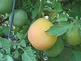 Garden Peach Tomato - Juicy & Tasty Great