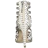 BCBGeneration-Womens-Jacqueline-Caged-Sandal-Heeled