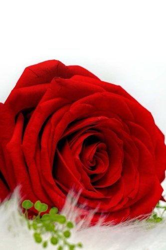 Chocolate and Roses Journal: 150 lined pages, softcover, 6