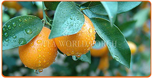 Fruit tea 100% Natural Organic Green Food kumquat dry 100g Rich in vitamins Lower Blood Pressure skin care 120g chinese flower