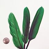 Premium Quality Brightly-Dyed Goose Feathers - Approx 45 Meduim (Green)