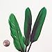 Premium Quality Brightly-Dyed Goose Feathers - Approx 45 Meduim (Green)