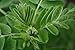 Ahimsa Store Astragalus Membranaceus Huang Qi Milk Vetch Seeds - 200 Seeds