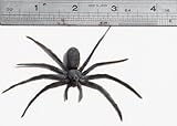 Fake Spider Rubber Tree