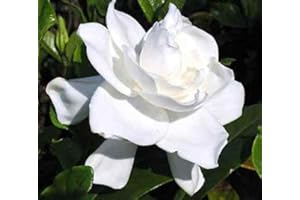 NEW LIFE NURSERY & GARDEN Jubilation™ Gardenia - Live Plant - Full Gallon Pot