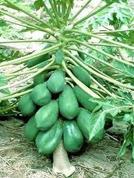Golden Hills Farm (AVG 50-300) seeds FRUIT SEEDS: HYBRID PAPAYA (PAPITA) SEEDS