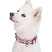 Blueberry Pet 7 Patterns Soft & Comfy Endless Floral Print Designer Padded Adjustable Dog Collar, Medium, Neck 14.5