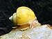 3 Golden Mystery Snails (Algae Eaters - young adult 1/2 to 2+ inch) by Aquatic Arts