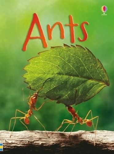 Ants (Beginners) Hardcover – 1 Feb. 2016