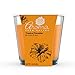 Aroma From Nature Tropical Paradise 4 oz AireCare Scented Candle – 2 Pack – Aromatherapy Candles – Home Fragrance – Apothecary Glass With Single Wickthumb 3