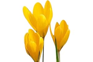 MARDE ROSS & COMPANY 10 Yellow Crocus Corms - Spring Blooming- Crocus "Giant Yellow