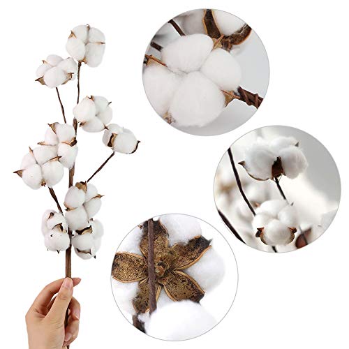 HAKACC Baumwolle Deko, 10 Stück Natürlich Getrocknete Baumwolle Trockenblumen Deko DIY Dekoration Home Party