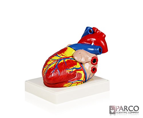 Parco Scientific PB00070 Heart Model 3X Life Size - 3 Parts