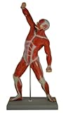 Wellden Anatomical Human Muscular Figure Model, 1/4 Life Size, 18.5''